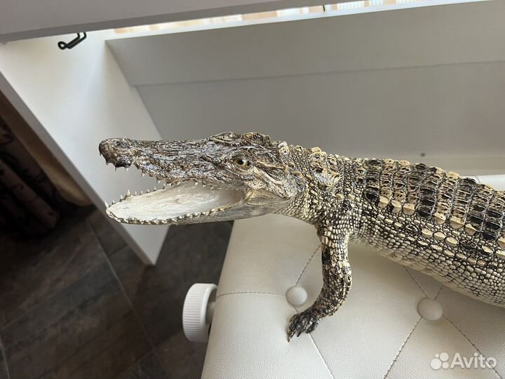Крокодил
