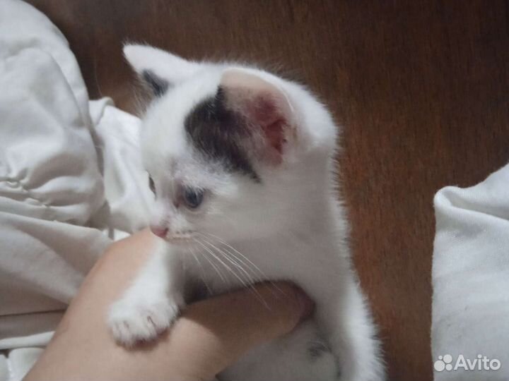 Отдаю котят