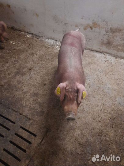 Спермодозы Чистопородный дюрок, крупная белая