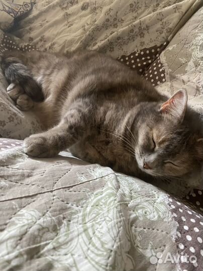 Кошка в дар бесплатно