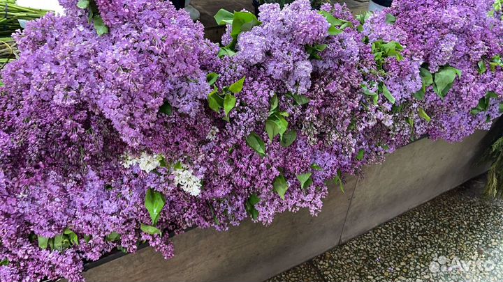 Букет сирени