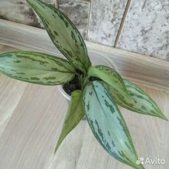 Аглаонема Сильвер Квин