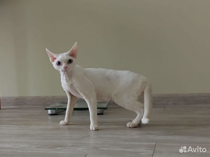 Кот девон-рекс