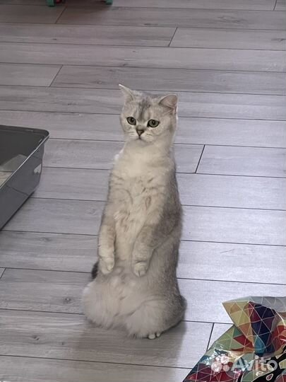 Шотландская прямоухая кошка