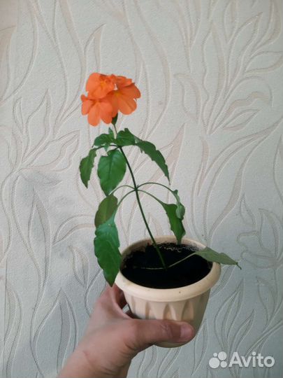 Кроссандра