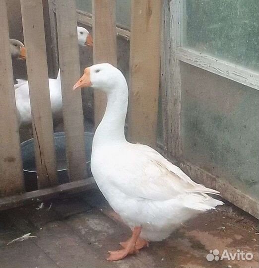 Гуси Линда