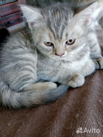 Шотландская вислоухая