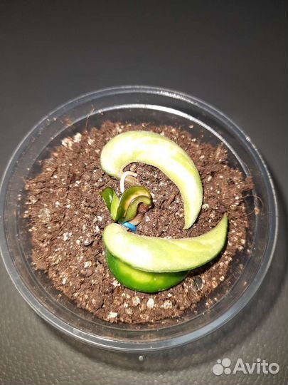 Хойя компакта Мауна Лоа