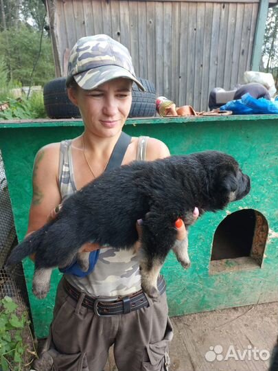 Щенки вео, 22.07 мальчик и девочка