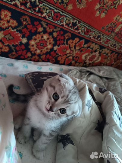 Шотландский котенок