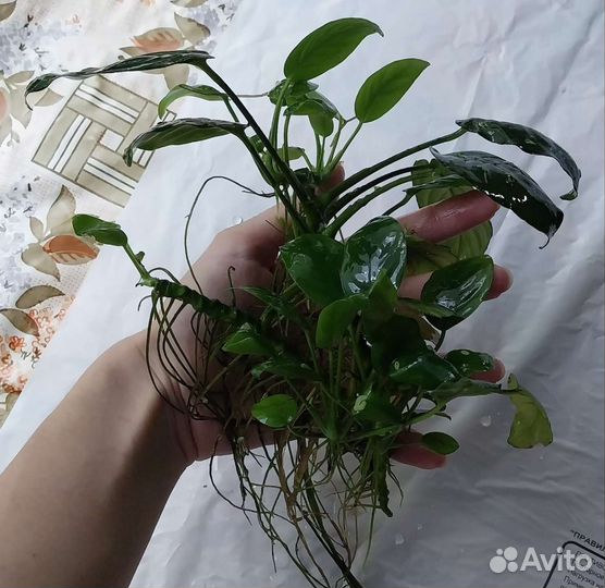 Растение аквариумное Анубиас