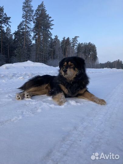 Вязка. Монгольский банхар. Кобель. Документы мкф