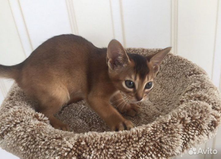 Абиссинские Виктор и Виктория