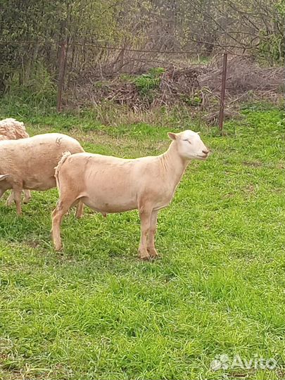 Катумский баран