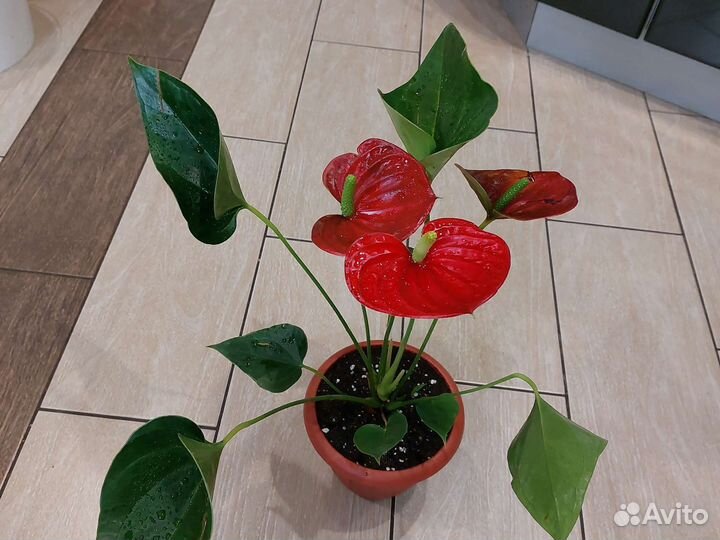 Антуриум красный