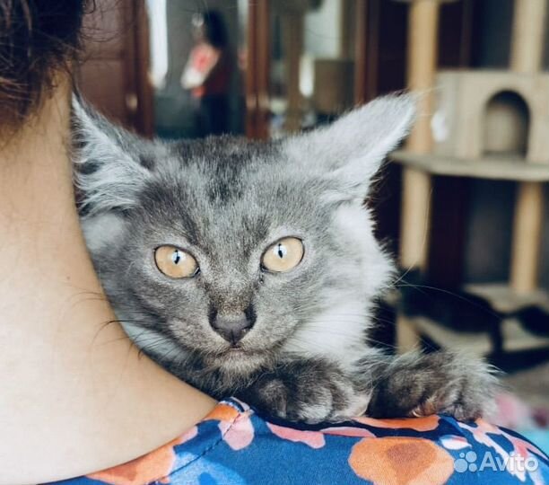 Котенок Смоки мраморный дым ищет семью