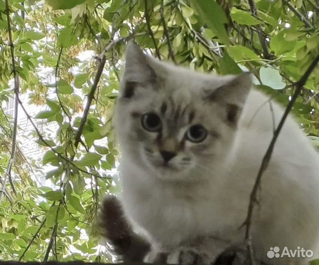 Котенок в добрые руки бронь для Ирины