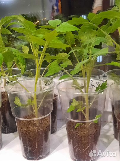 Рассада помидор