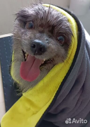 Услуга грумера