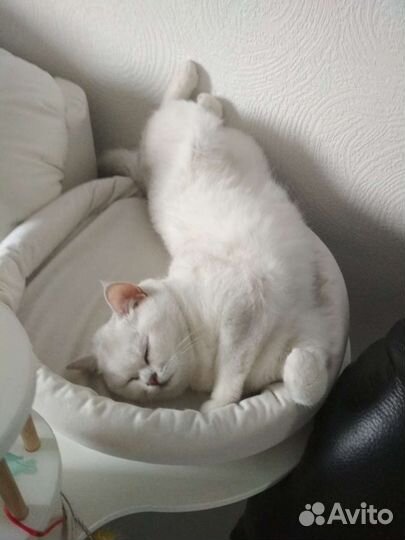 Серебристая шиншилла британка