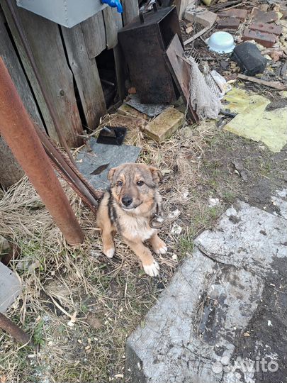 Отдам щенка девочку 3,5 месяца