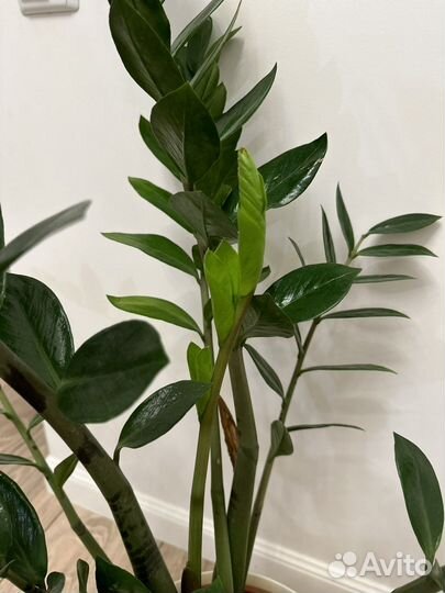 Замиокулькас