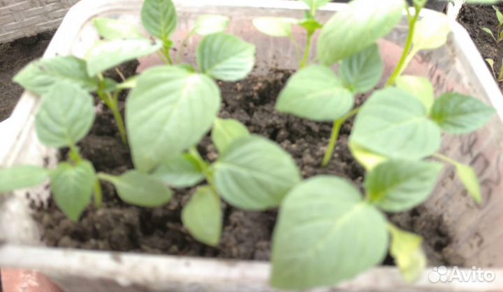 Рассада овощей