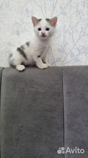 Вам нужен пушистый друг