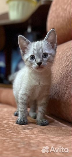 Отдам котенка