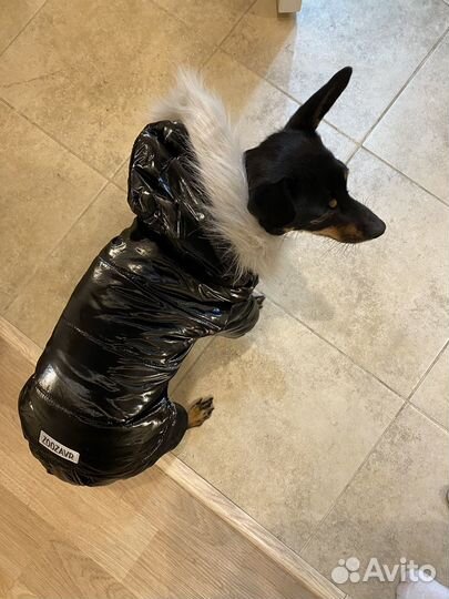 Одежда для собак мелких пород (комбинезон)