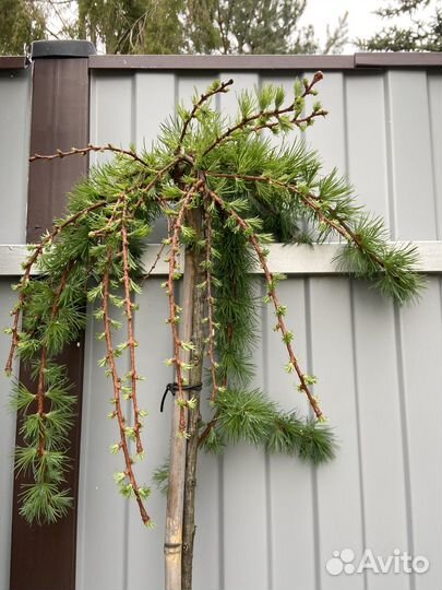 Лиственница Стиф Випер штамб 150 см,Пули 120 см