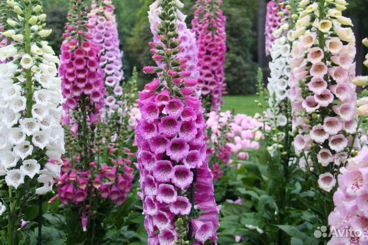 Наперстянка