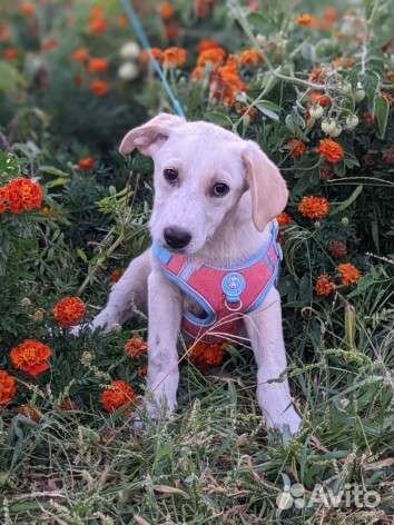 Щенки бесплатно