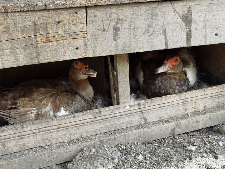 Коричневые тяжелые индоутки