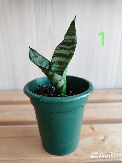 Сансевиерия