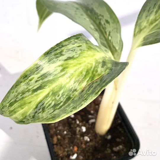 Аглаонема эмеральд грей