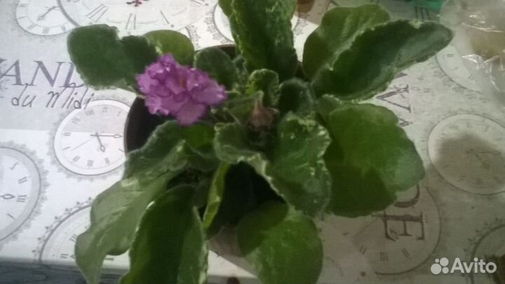 Комнатные цветы фиалки
