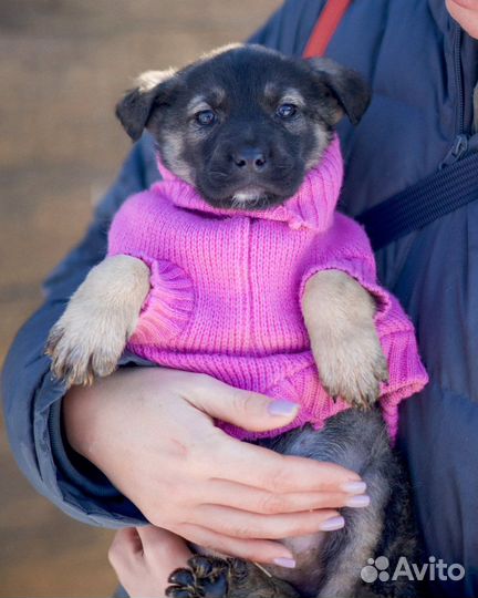 Щенки из приюта очень ждут своего человека