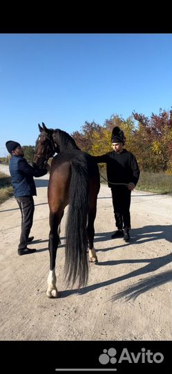 Жеребцы орловские