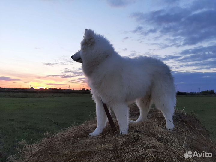 Зоогостиница