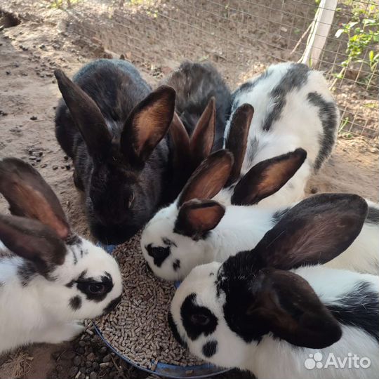 Кролики мясных пород