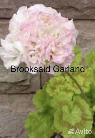 Пеларгонии сортовые