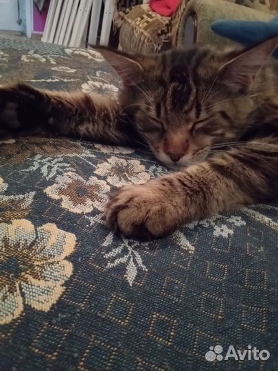 Котята от папы Мейн Куна