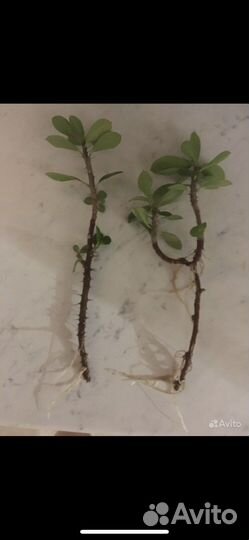 Молочай миля» продажа отростком