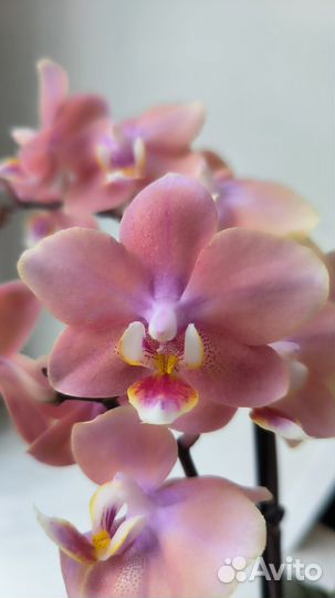 Орхидеи фаленопсис ароматные парфюмерные фабрики