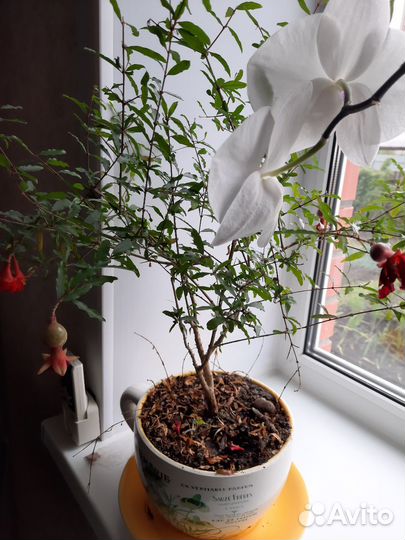 Гранат комнатный