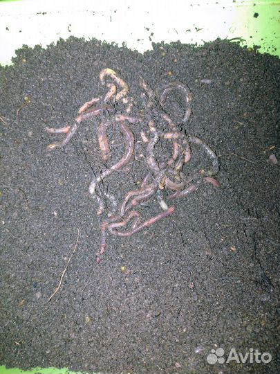 Черви дендробена