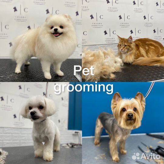 Груминг грумер стрижка собак