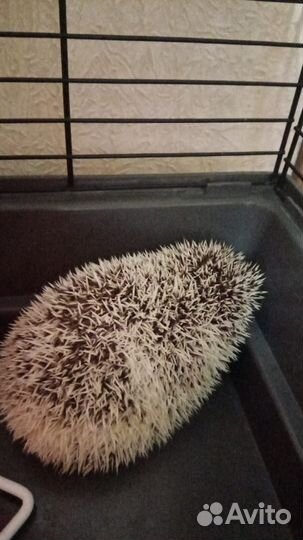 Африканский ежик