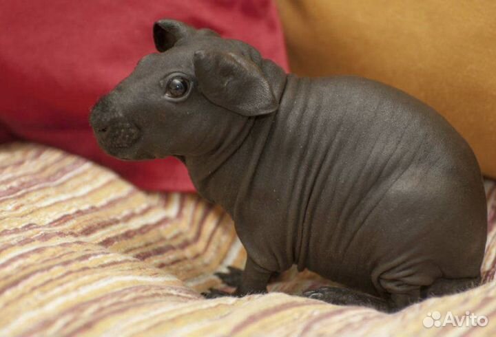 Морская свинка Скини